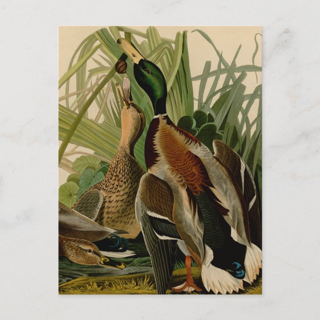 Carte Postale Peinture d'oiseaux de Mallard Duck Audubon (Devant)
