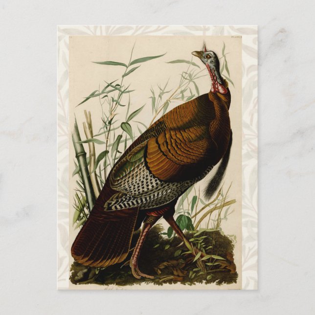 Carte Postale Peinture d'oiseaux sauvages de Turquie Audubon (Devant)