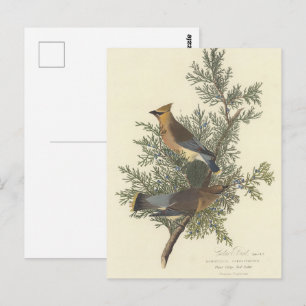 Carte Postale Peinture d'oiseaux sur le cèdre d'Audubon
