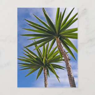 Carte Postale Peinture Effet Photo de Feuilles de Palmier Yucca