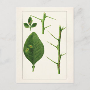 Carte Postale Peinture Feuille orange (Poncirus Trifoliata)