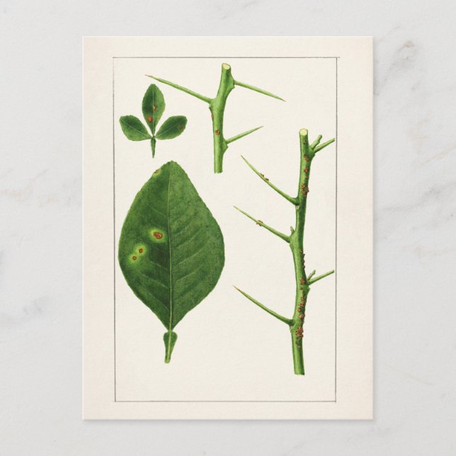 Carte Postale Peinture Feuille orange (Poncirus Trifoliata) (Devant)
