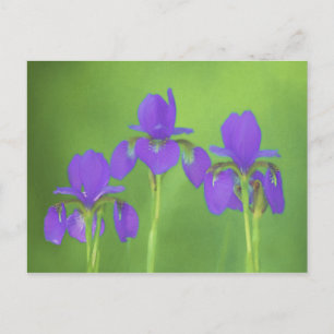 Carte Postale Peinture Iris Violet - Art Fleur Originale