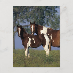 Carte Postale Peinture Mare & Foie