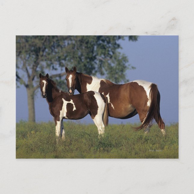 Carte Postale Peinture Mare & Foie (Devant)