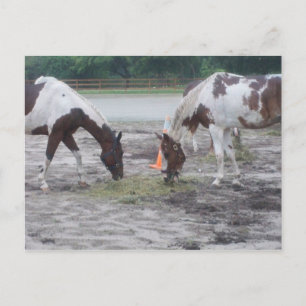 Carte postale Peinture/Pinto