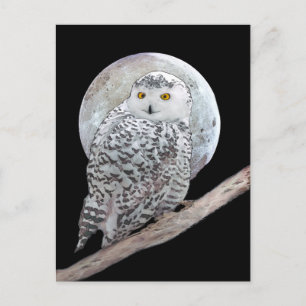Carte Postale Peinture sur la Chouette neigeuse et la Lune - Art