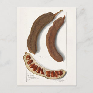 Carte Postale Peinture tamarine indienne (Tamarindus Indica)