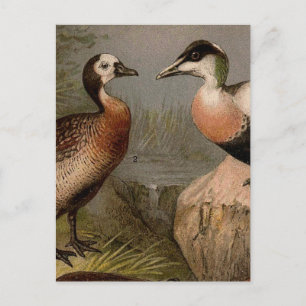 Carte Postale Peinture vintage colorée de canards