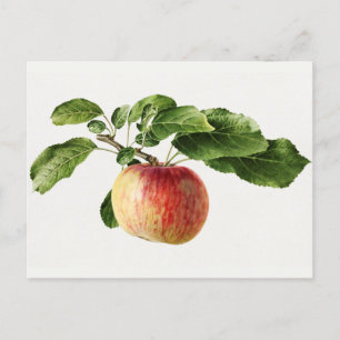Carte Postale Peinture vintage d'aquarelle de fruits de pomme