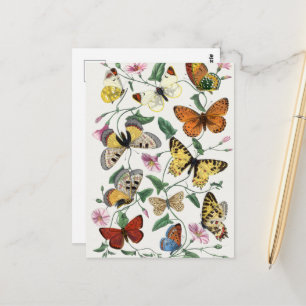 Carte Postale Peinture vintage de papillon et de papillon
