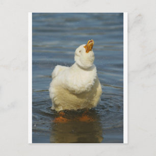 Carte Postale Pekin Shake