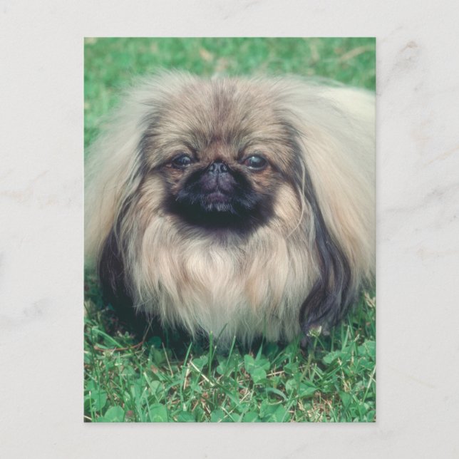 Carte Postale Pekingese (Devant)