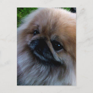 Carte Postale Pekingese