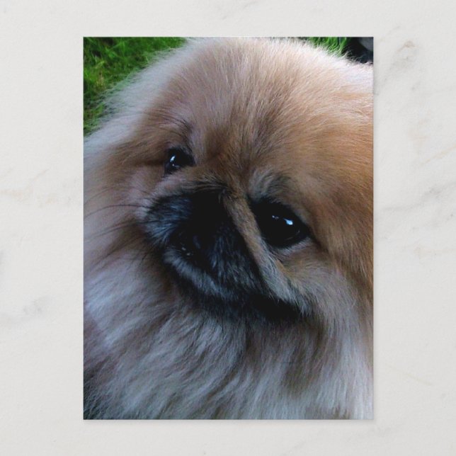 Carte Postale Pekingese (Devant)