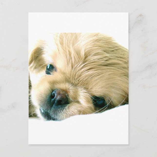 Carte postale Pekingese Puppies (Devant)