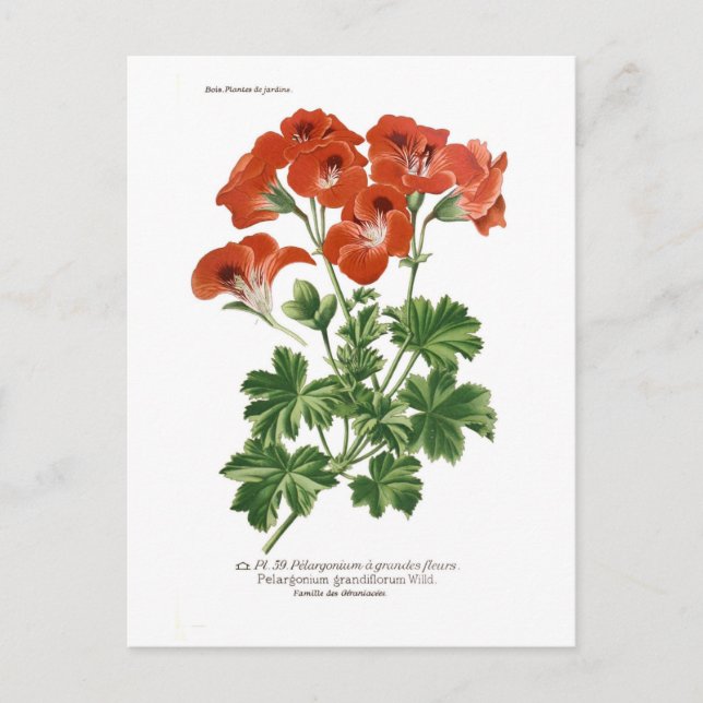 Carte Postale Pelargonium grandiflorum (Devant)