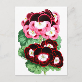 Carte Postale Pelargoniums