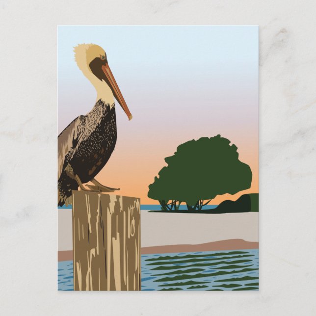 Carte Postale Pélican (Devant)