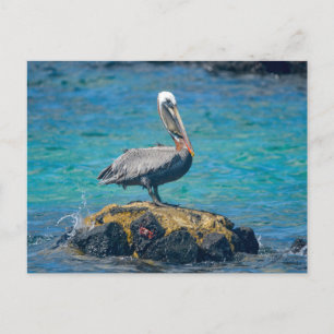 Carte Postale Pélican