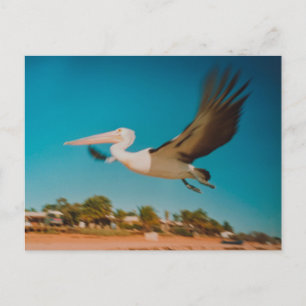 Carte Postale Pélican