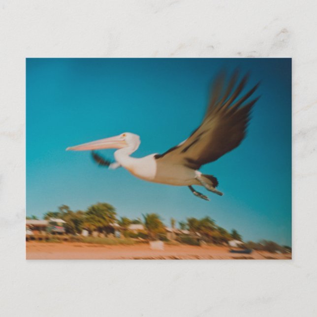 Carte Postale Pélican (Devant)