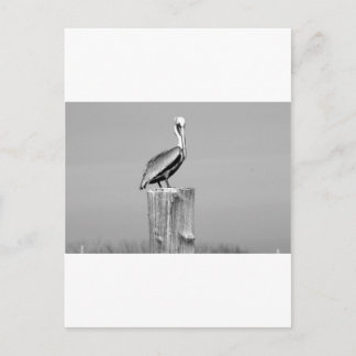 Carte Postale pélican
