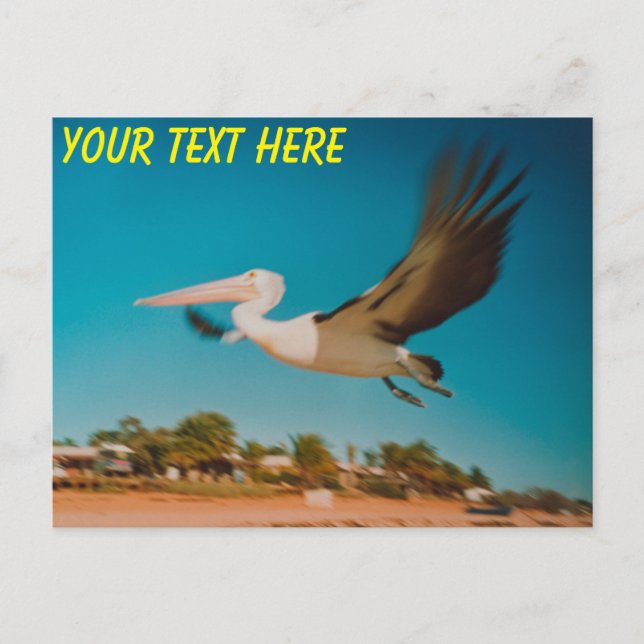 Carte Postale Pélican australien personnalisable (Devant)