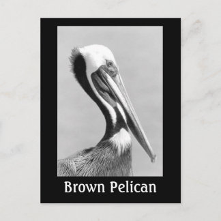 Carte Postale Pélican Brown