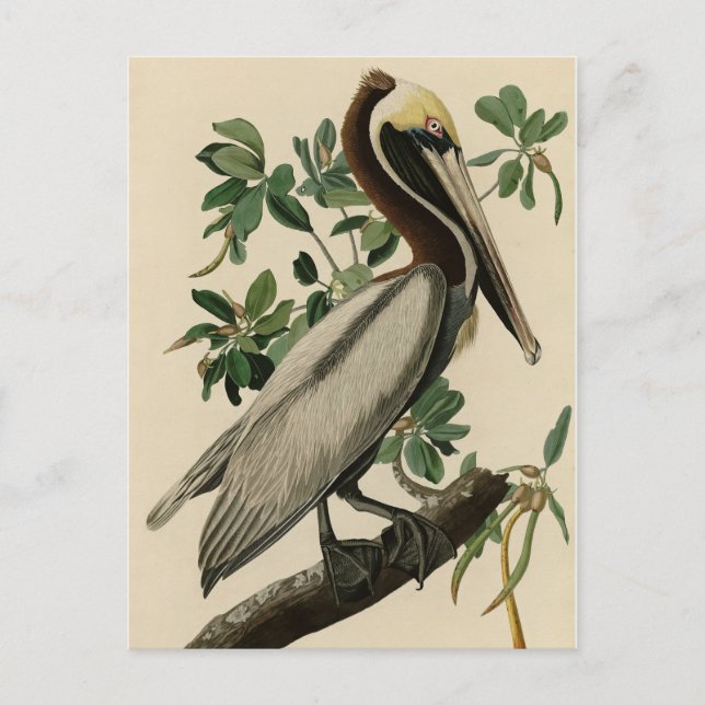 Carte Postale Pélican Brown d'Audubon's Birds of America (Devant)
