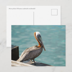 Carte Postale Pélican brun Martinique Faune des Caraïbes