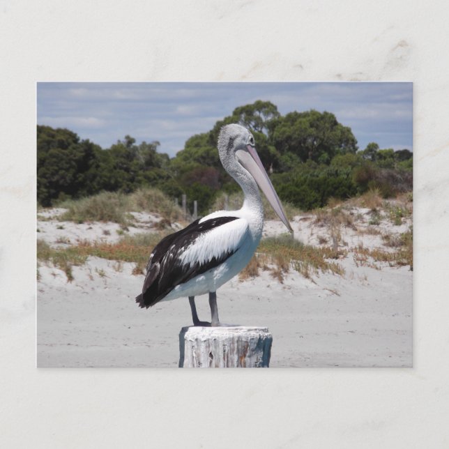 Carte Postale Pélican debout sur le poteau sur Sandy Beach (Devant)