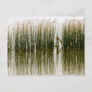 Carte Postale Pelican Hideout