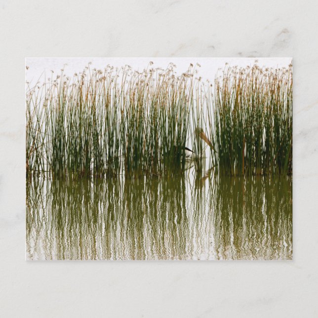 Carte Postale Pelican Hideout (Devant)