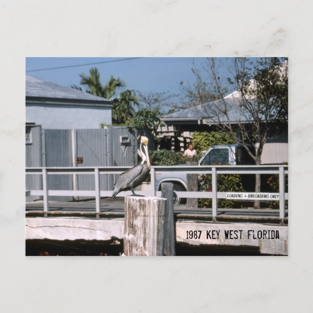 Carte Postale Pelican Key West Florida 1987 (Devant)