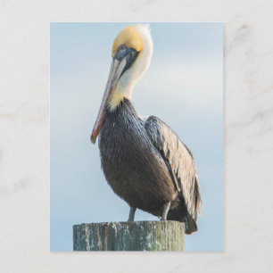 Carte Postale Pelican perched on pylon