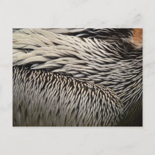 Carte Postale Pélican Plumes Photographie Abstraite de la nature