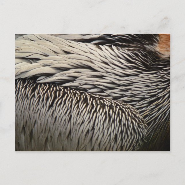 Carte Postale Pélican Plumes Photographie Abstraite de la nature (Devant)