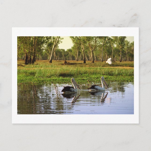 Carte Postale Pélicans australiens, Parc national de Kakadu, NT (Devant)