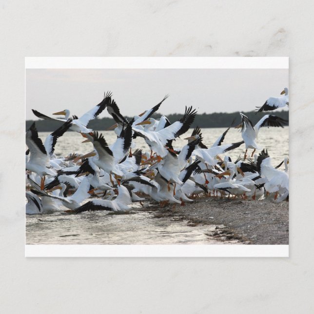 Carte Postale Pélicans blancs (Devant)