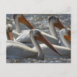 Carte Postale Pélicans Blancs Américains Je Dis Bonjour