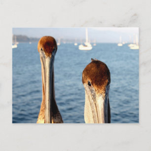 Carte Postale Pélicans de Californie