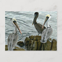 Pélicans de Monterey