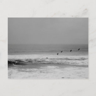Carte Postale Pélicans et vagues en noir et blanc