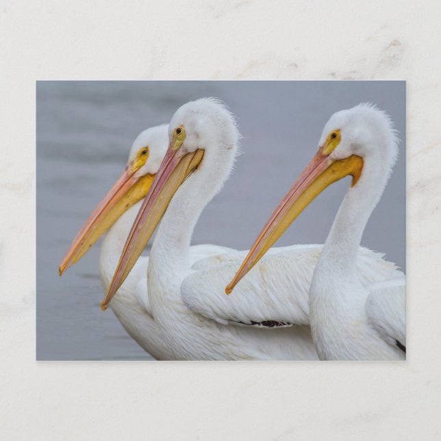 CARTE POSTALE PELICANS - FORT MYERS BEACH, FLORIDE, USA (Devant)