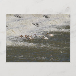 Carte Postale Pélicans Pêcher sous le déversement