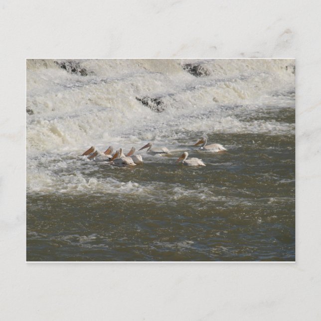 Carte Postale Pélicans Pêcher sous le déversement (Devant)