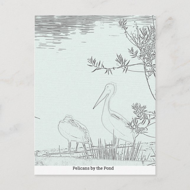 Carte postale - Pélicans près de l'étang (Devant)