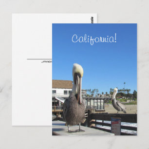 Carte postale - Pélicans sur la jetée