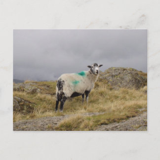 Carte Postale Pendk brebis